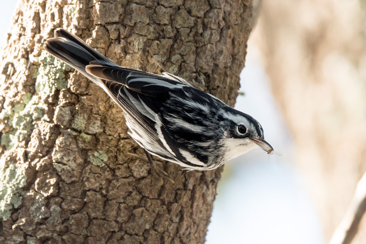 Black-and-white Warbler - ML140316241