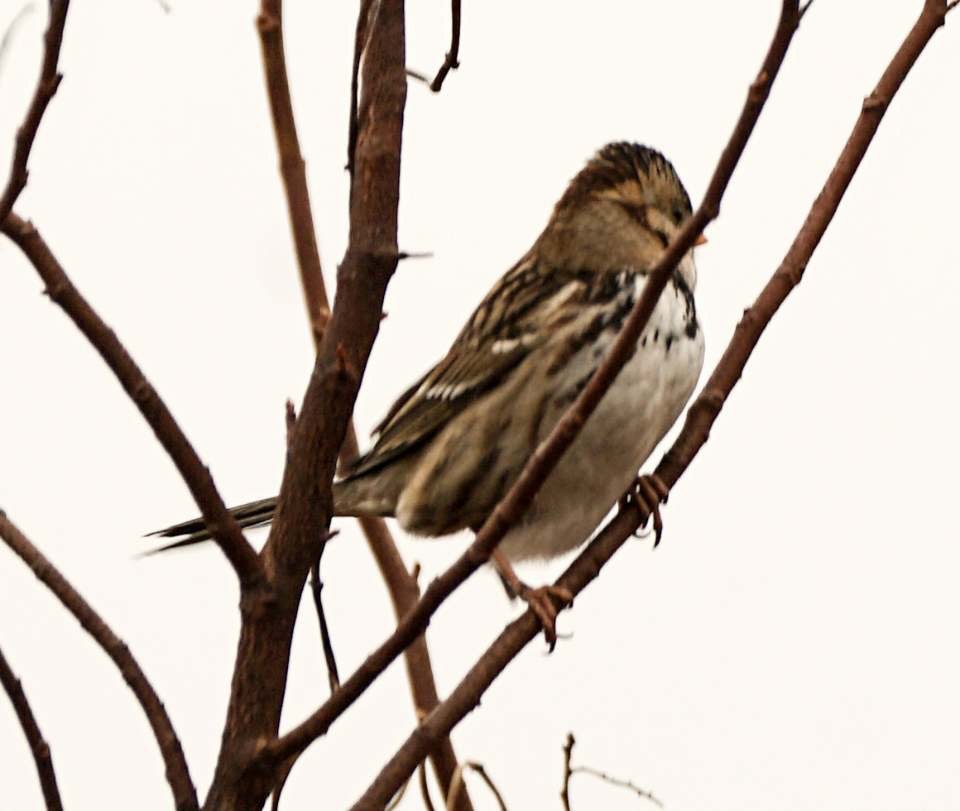 Harris's Sparrow - Calvin Rees