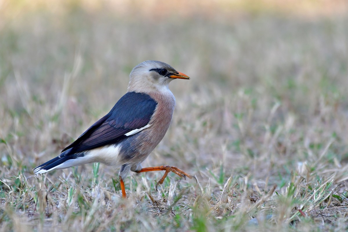Vinous-breasted Myna - Anonymous
