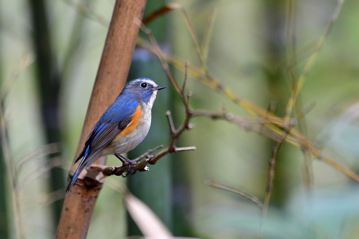 Red-flanked Bluetail - Anonymous