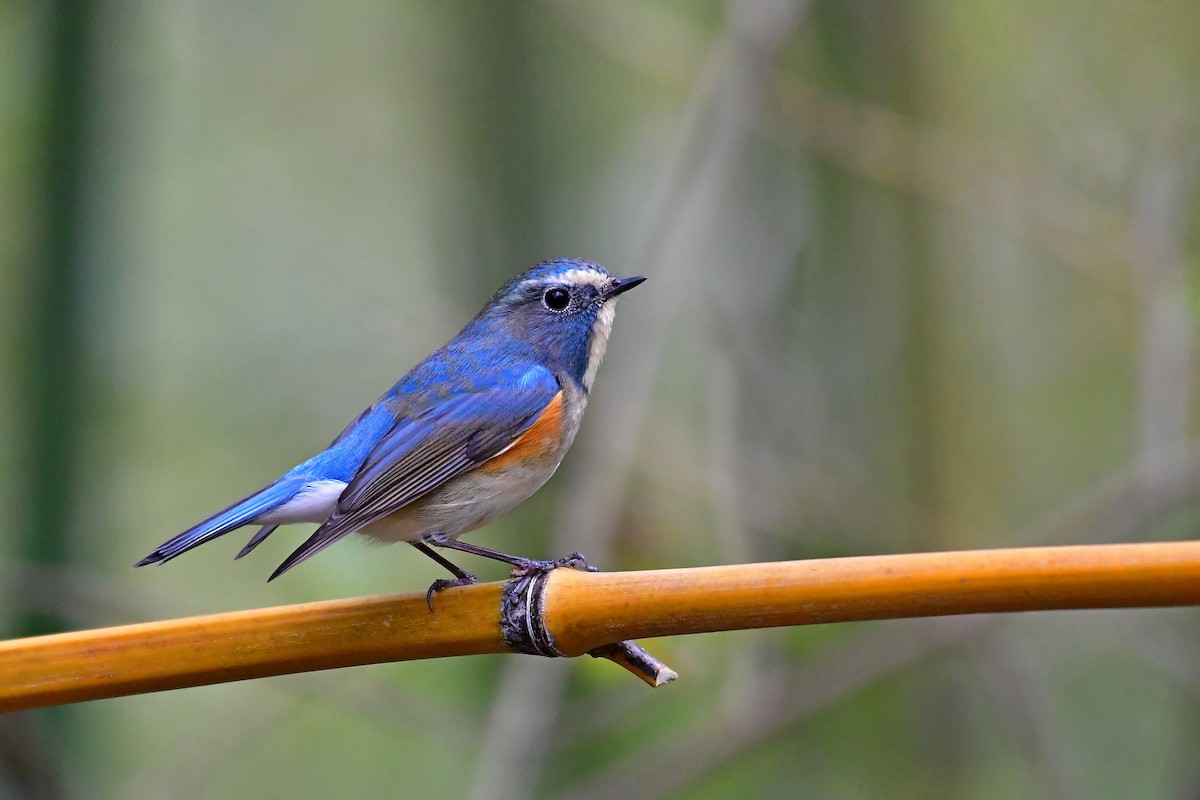 Red-flanked Bluetail - Anonymous