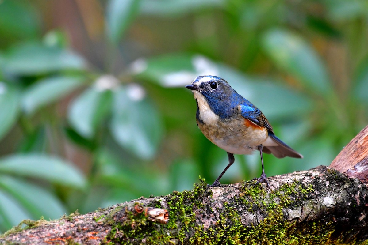 Red-flanked Bluetail - ML140316671