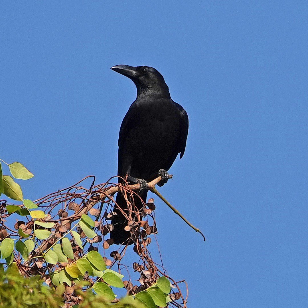 Large-billed Crow - ML140316771