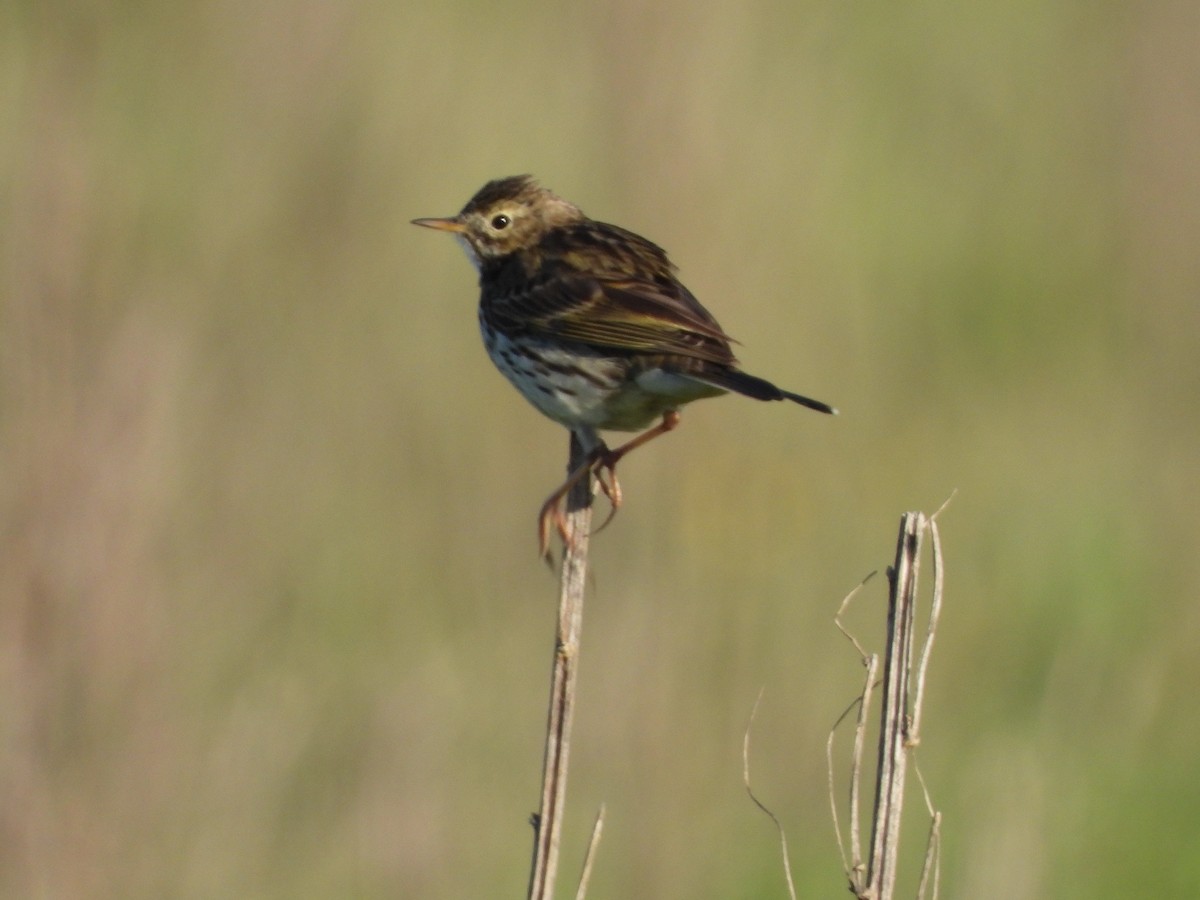 Meadow Pipit - ML140316781