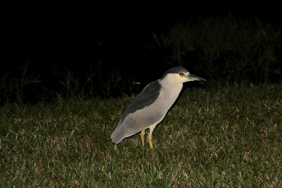 Black-crowned Night Heron - ML140317071