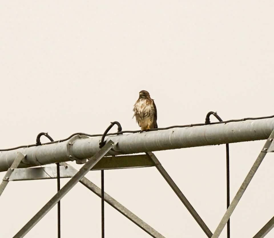 Red-tailed Hawk - ML140317191