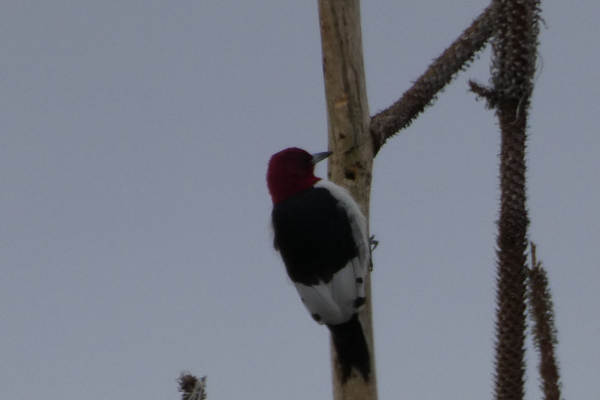 Red-headed Woodpecker - ML140317321