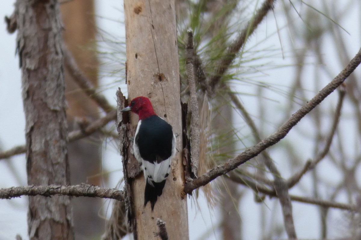 Red-headed Woodpecker - Sue Murphy