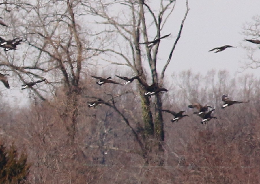 Greater White-fronted Goose - Mikey  Lutmerding