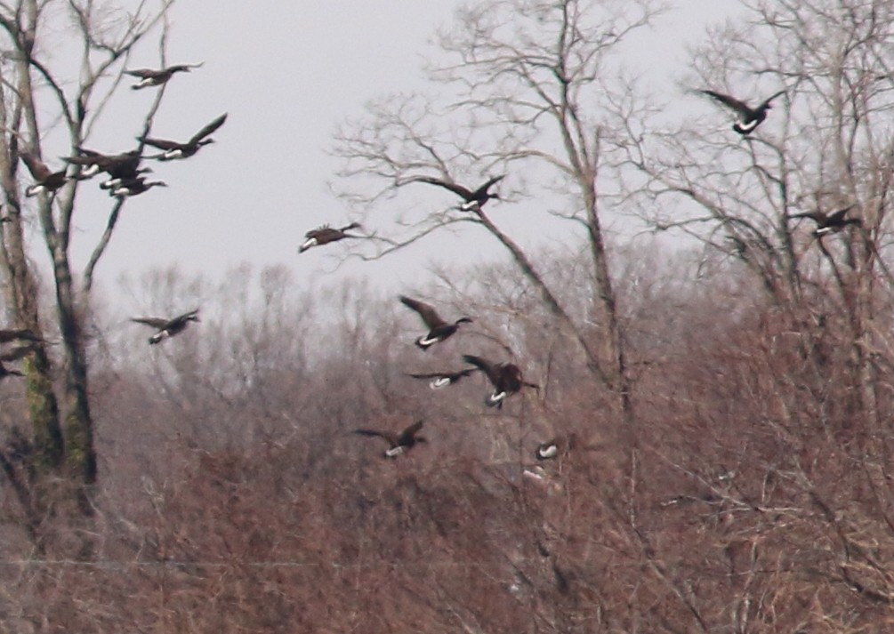 Greater White-fronted Goose - ML140317351