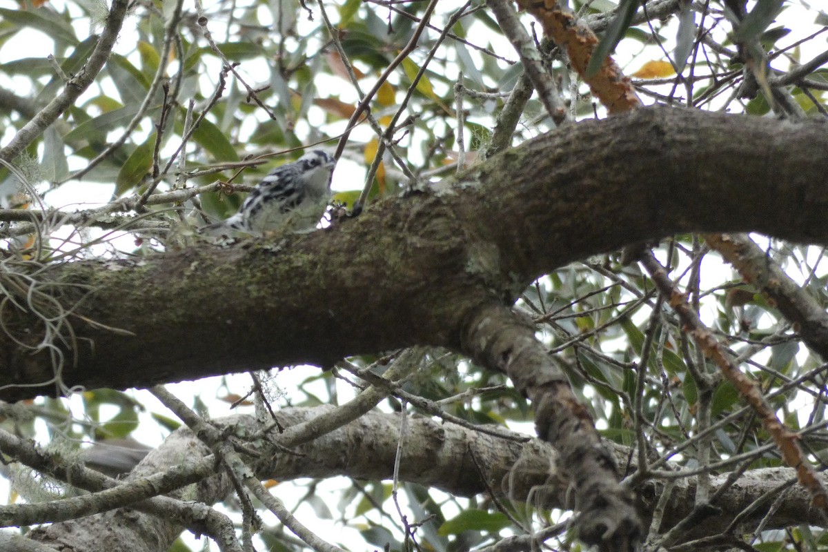 Black-and-white Warbler - ML140317421