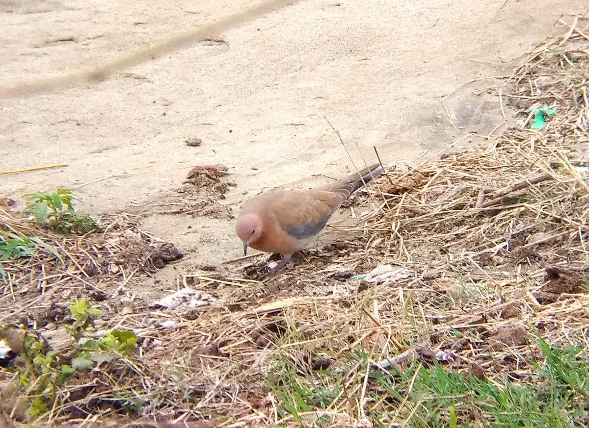Laughing Dove - ML140317541