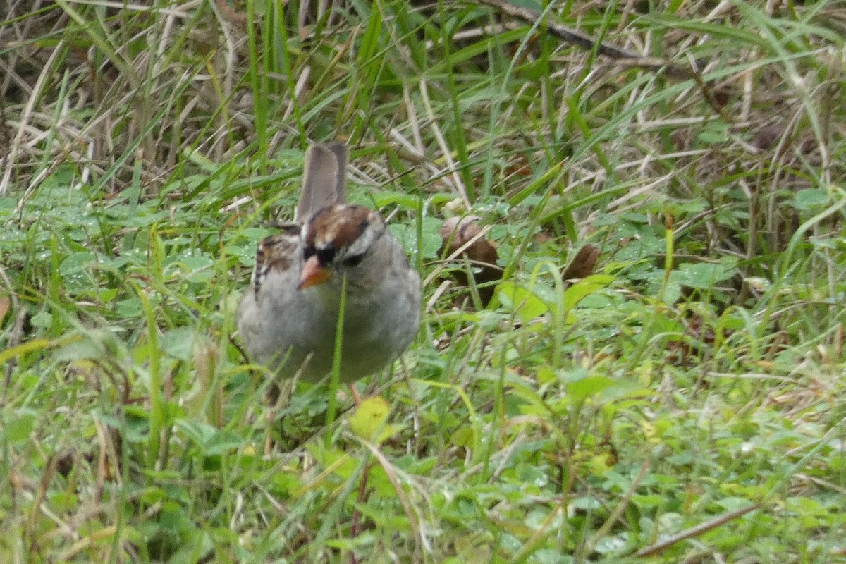 White-crowned Sparrow - ML140317681