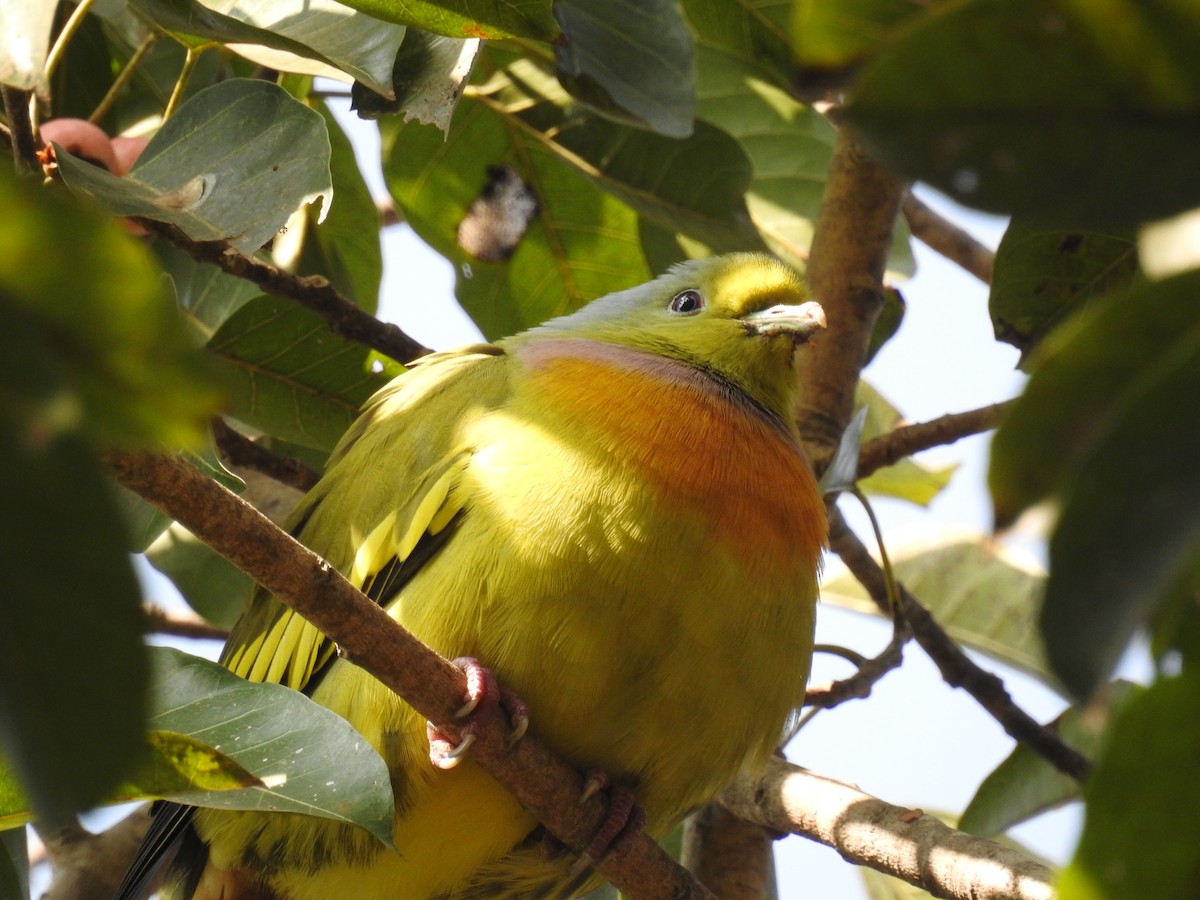 Orange-breasted Green-Pigeon - ML140317731