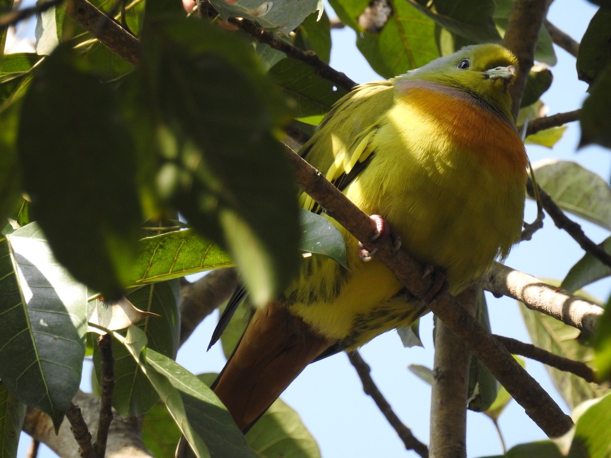 Orange-breasted Green-Pigeon - Ashwin Viswanathan