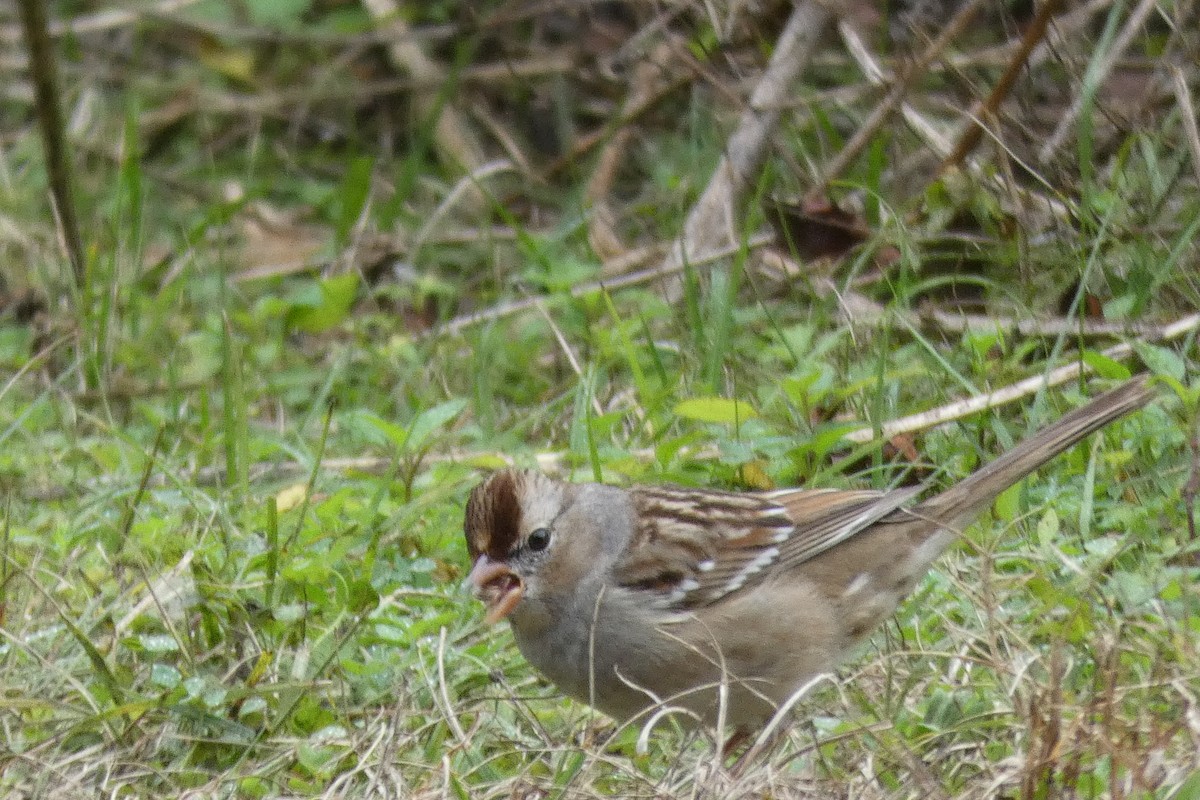 White-crowned Sparrow - ML140317761