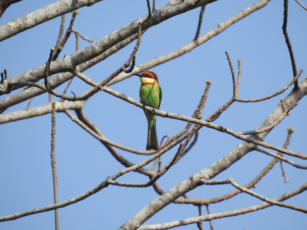 Chestnut-headed Bee-eater - Ashwin Viswanathan