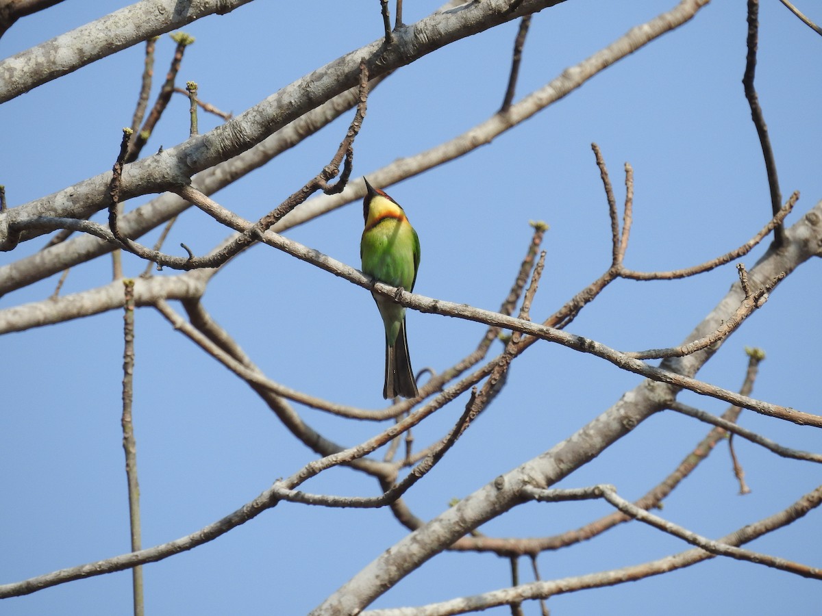 Chestnut-headed Bee-eater - ML140317851