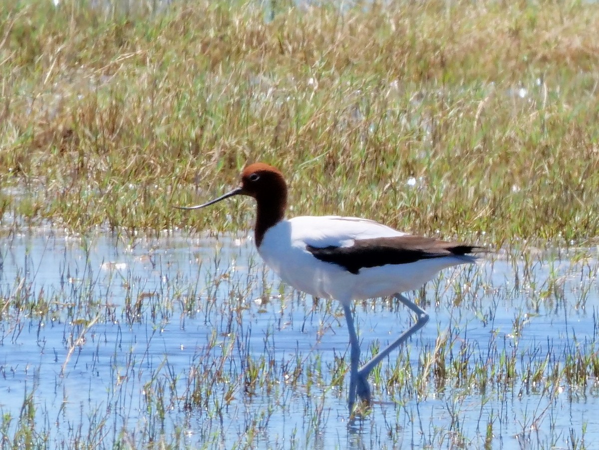 Red-necked Avocet - Peter Lowe
