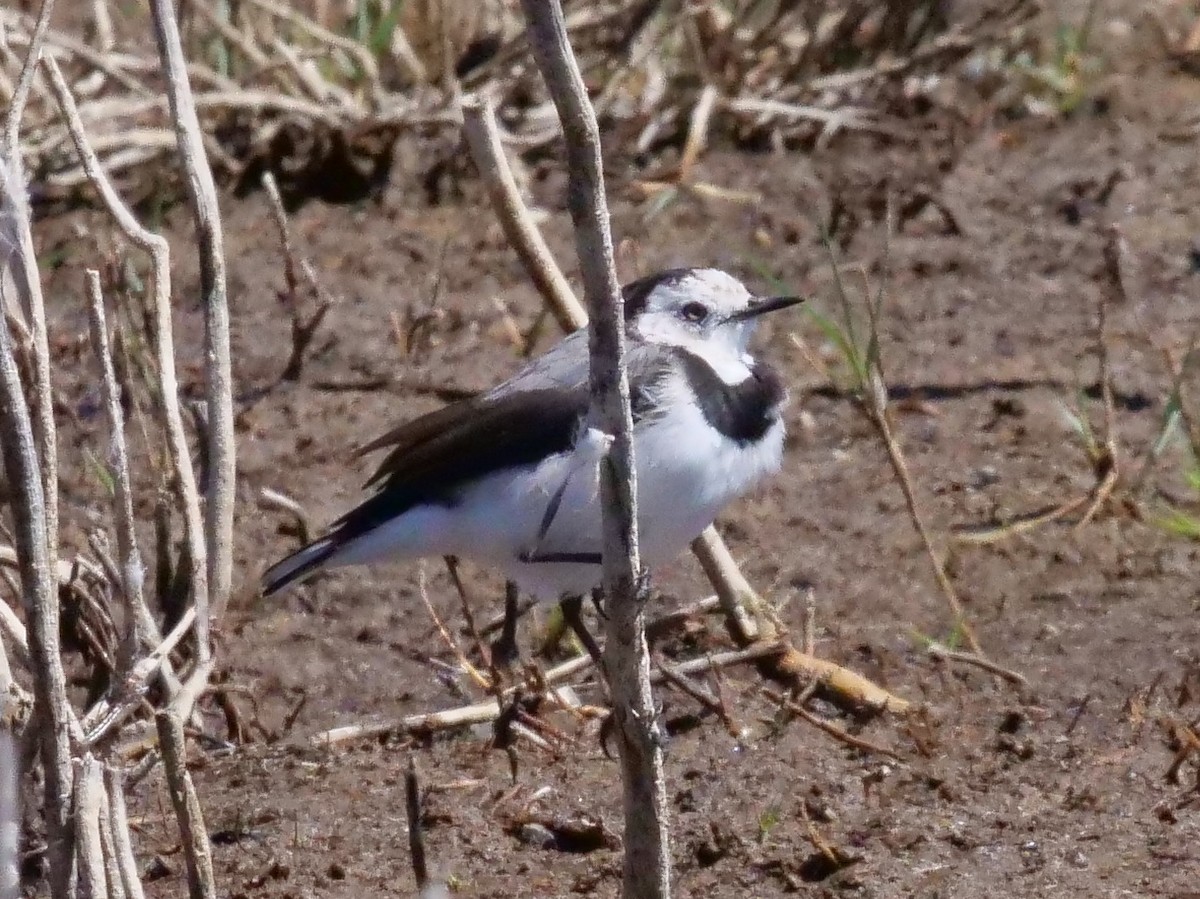 White-fronted Chat - Peter Lowe