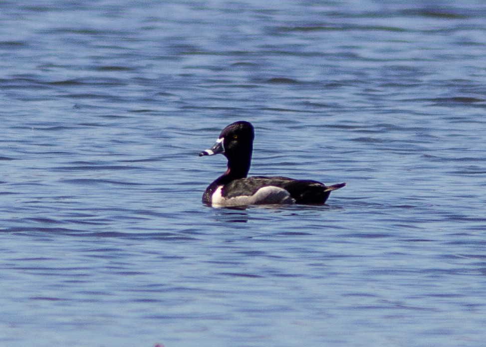 Ring-necked Duck - ML140319371