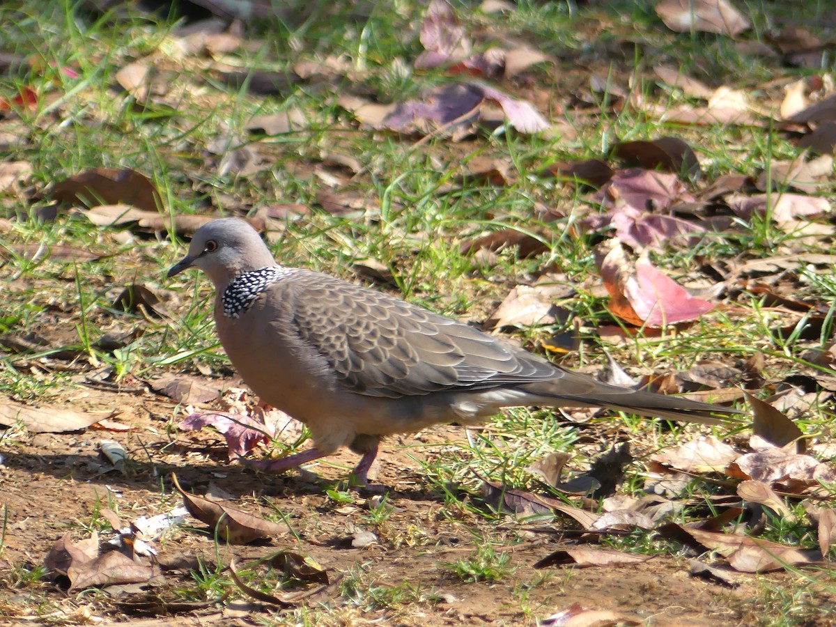 Spotted Dove - ML140319641