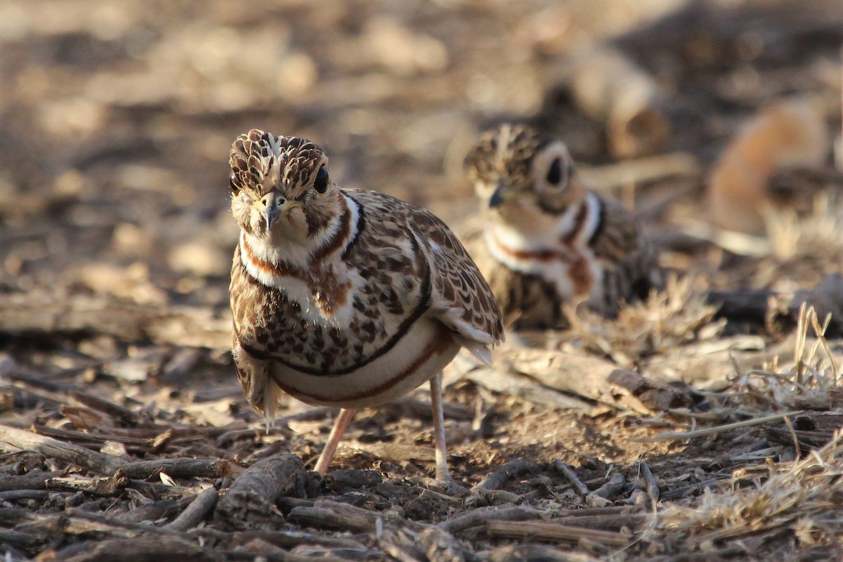 Three-banded Courser - ML140319711