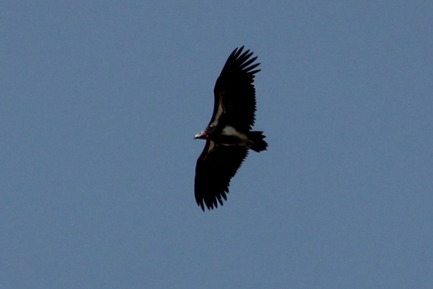 Lappet-faced Vulture - ML140319871