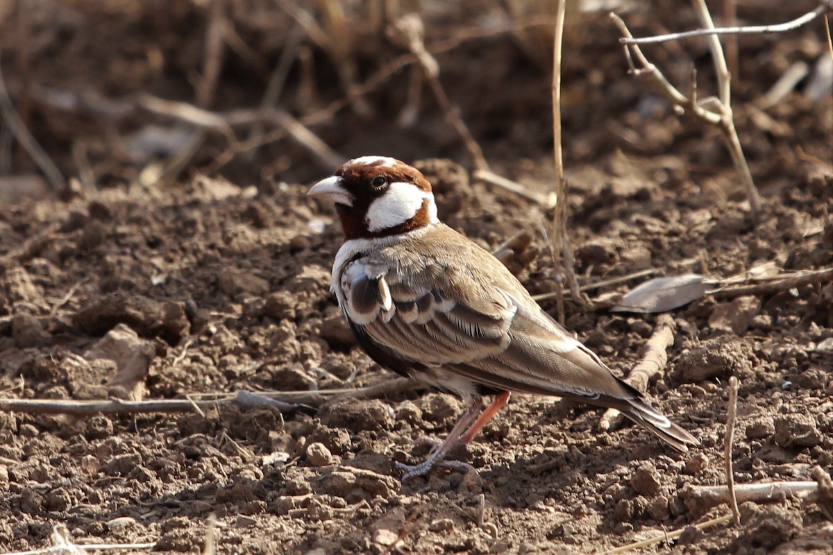 Chestnut-headed Sparrow-Lark - ML140320451