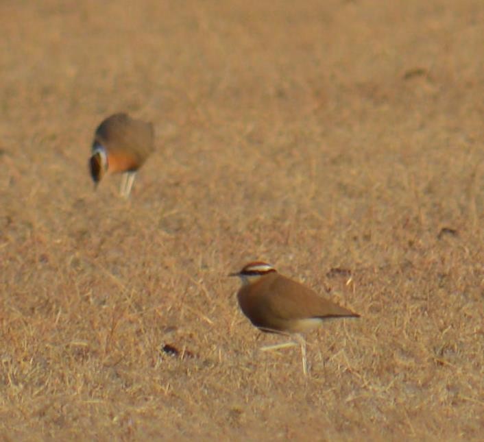 Indian Courser - ML140320721