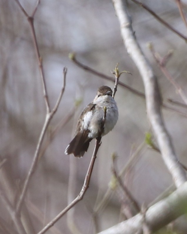 Ruby-throated Hummingbird - joan garvey