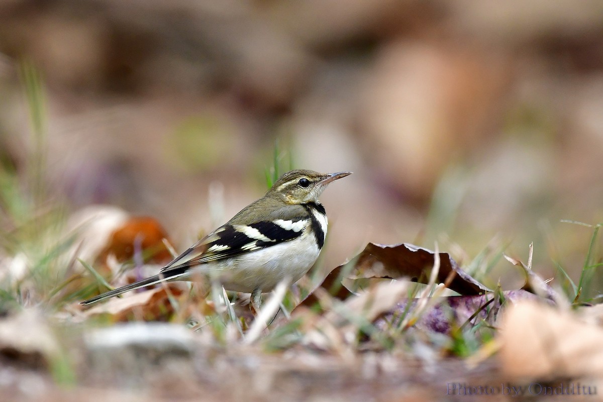 Forest Wagtail - ML140322901