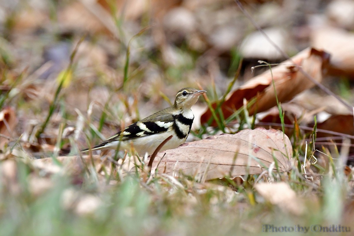 Forest Wagtail - ML140322911