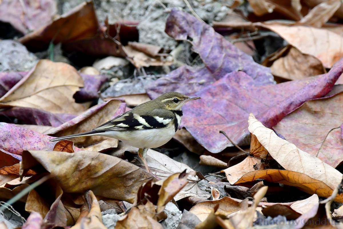 Forest Wagtail - ML140322921