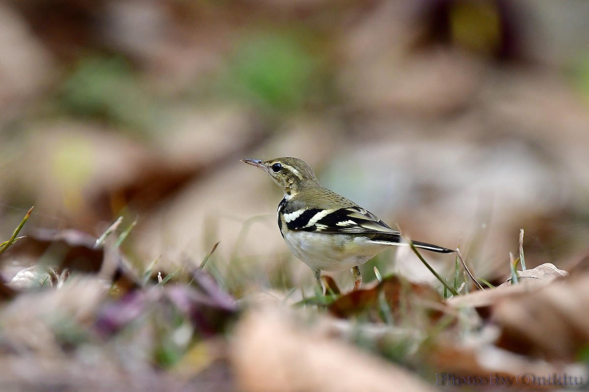 Forest Wagtail - ML140322931