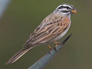  - Striolated Bunting