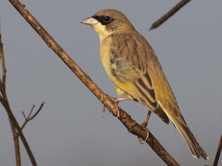 雄未成鳥 - samarendra Chowdhury - ML140324871