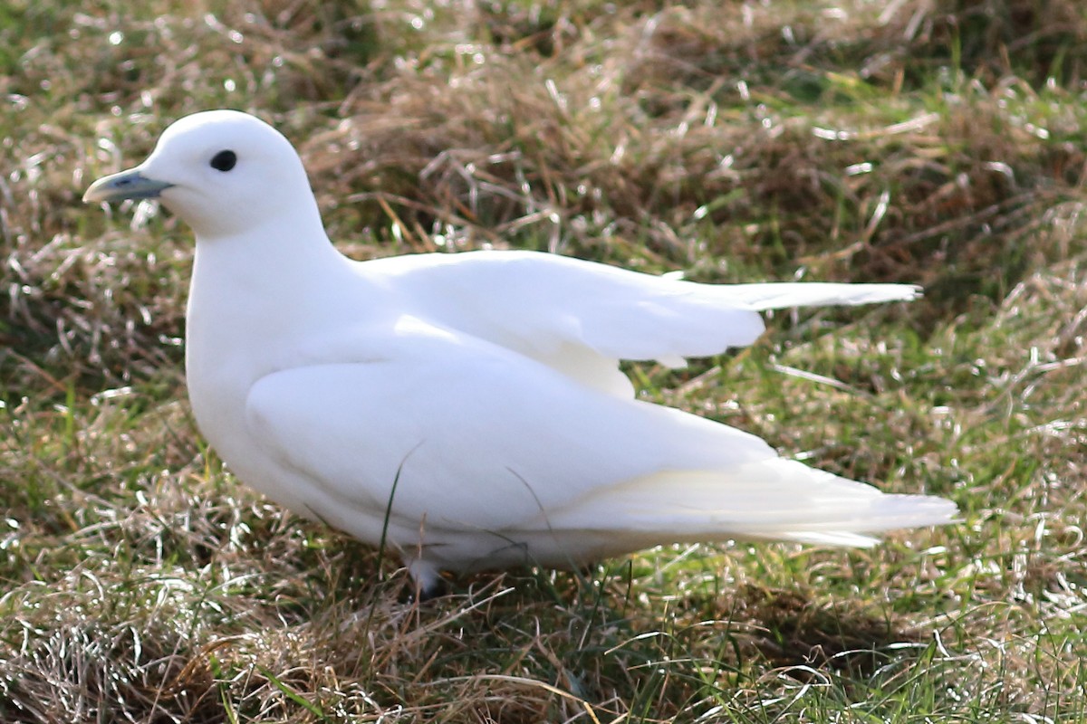 Белая чайка - ML140325651