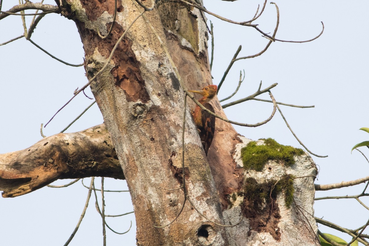 Orange-backed Woodpecker - Lucas Bobay