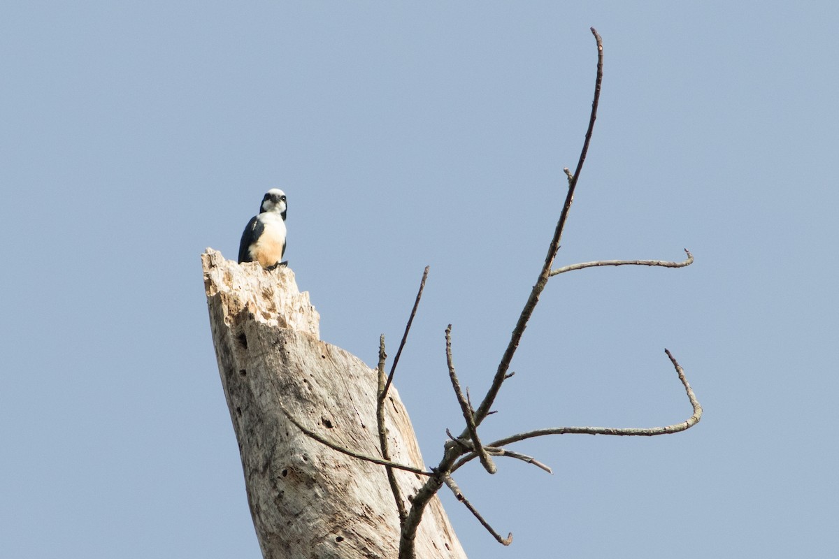 White-fronted Falconet - Lucas Bobay