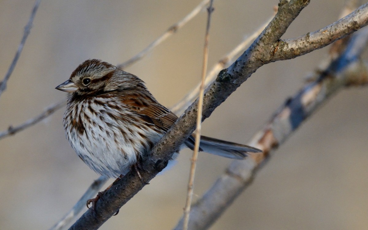 Song Sparrow - Tom Long