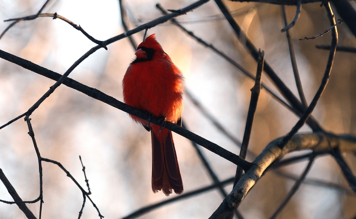 Northern Cardinal - Tom Long