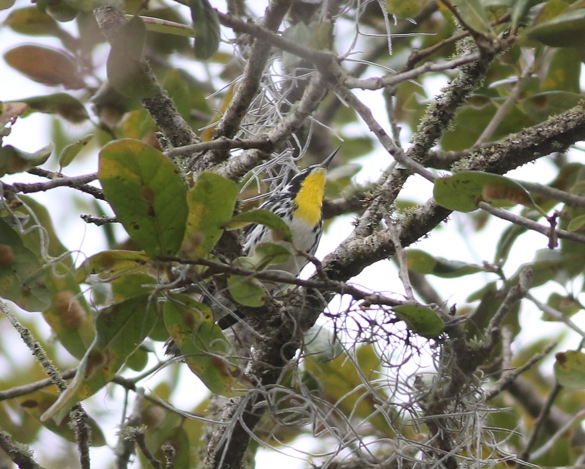 Yellow-throated Warbler (albilora) - Cameron Rutt