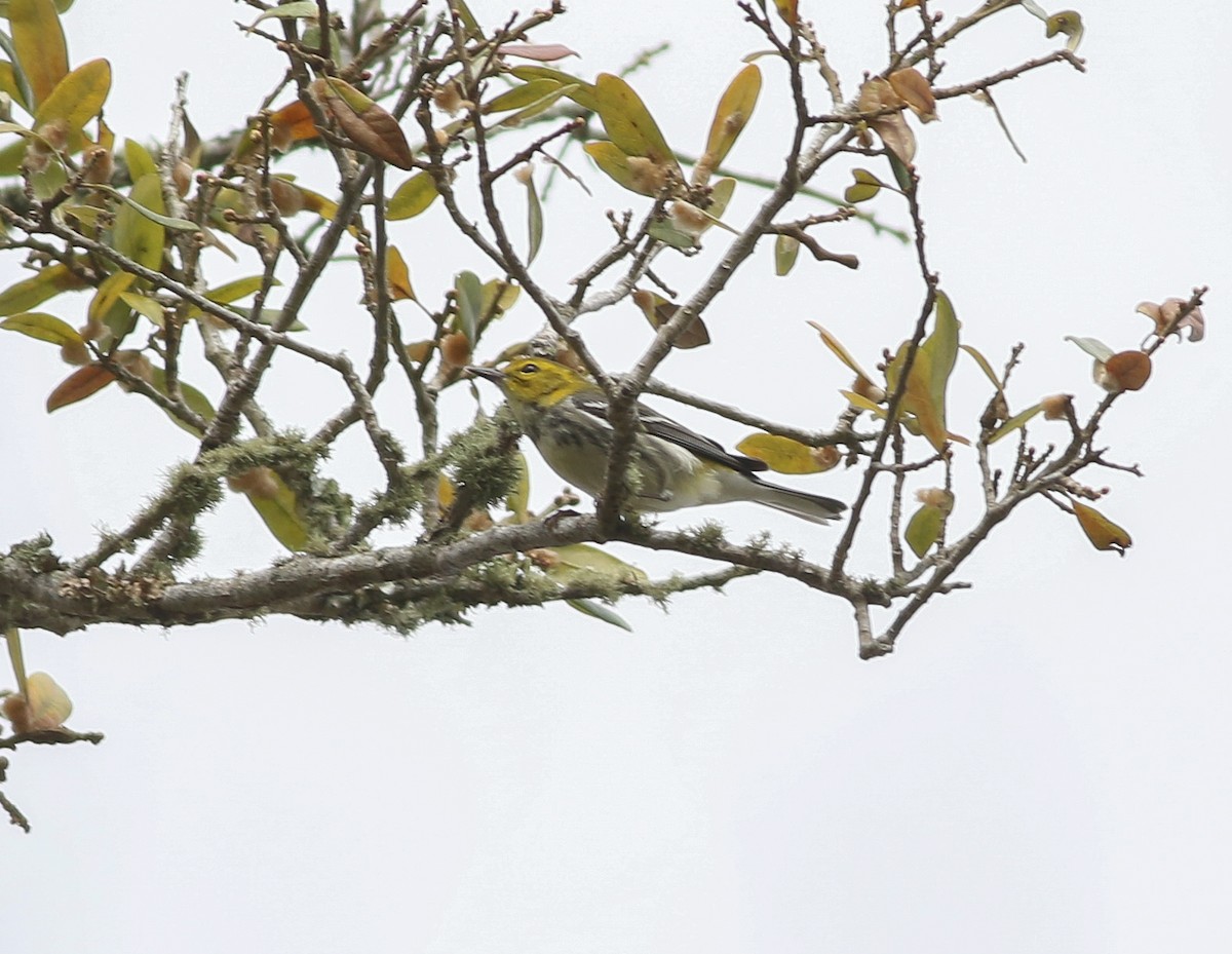 Black-throated Green Warbler - Cameron Rutt