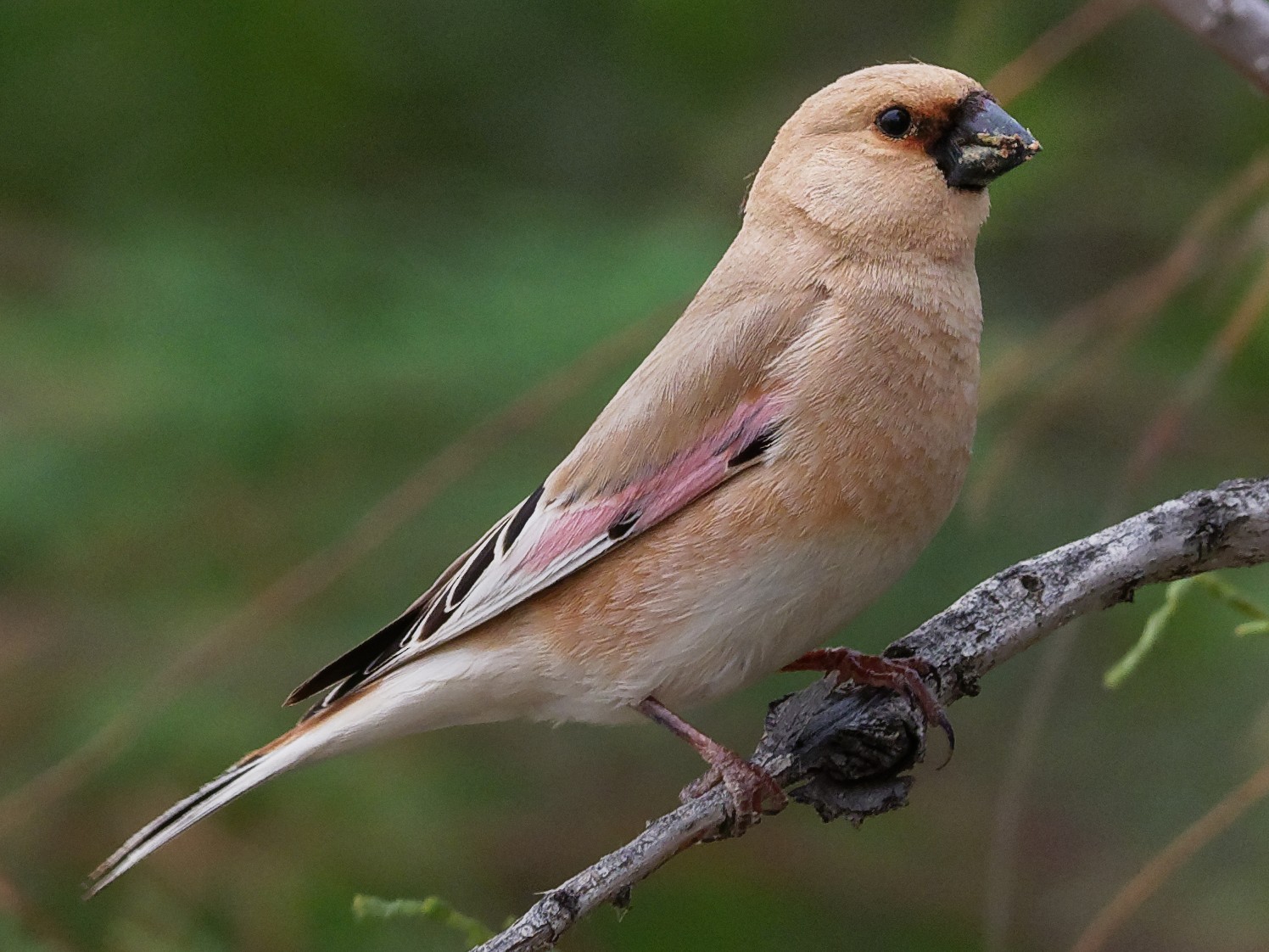 Desert Finch - Vincent Wang