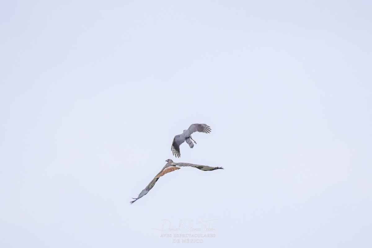 Red-tailed Hawk - Daniel  Garza Tobón
