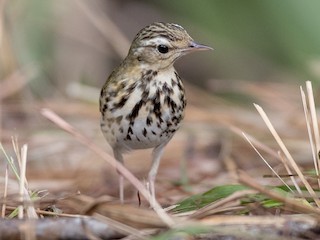  - Olive-backed Pipit
