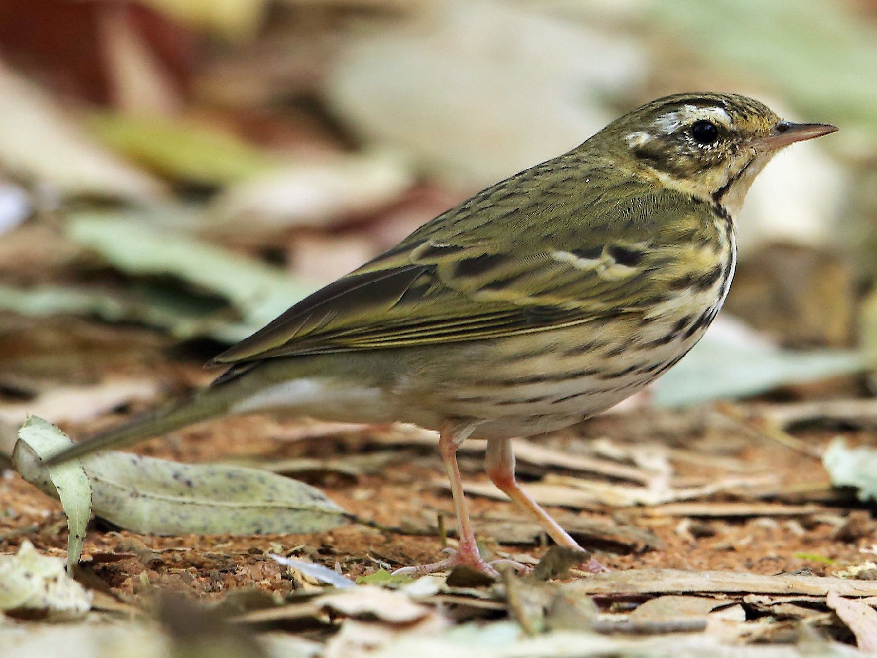 Olive-backed Pipit - eBird India