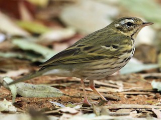  - Olive-backed Pipit