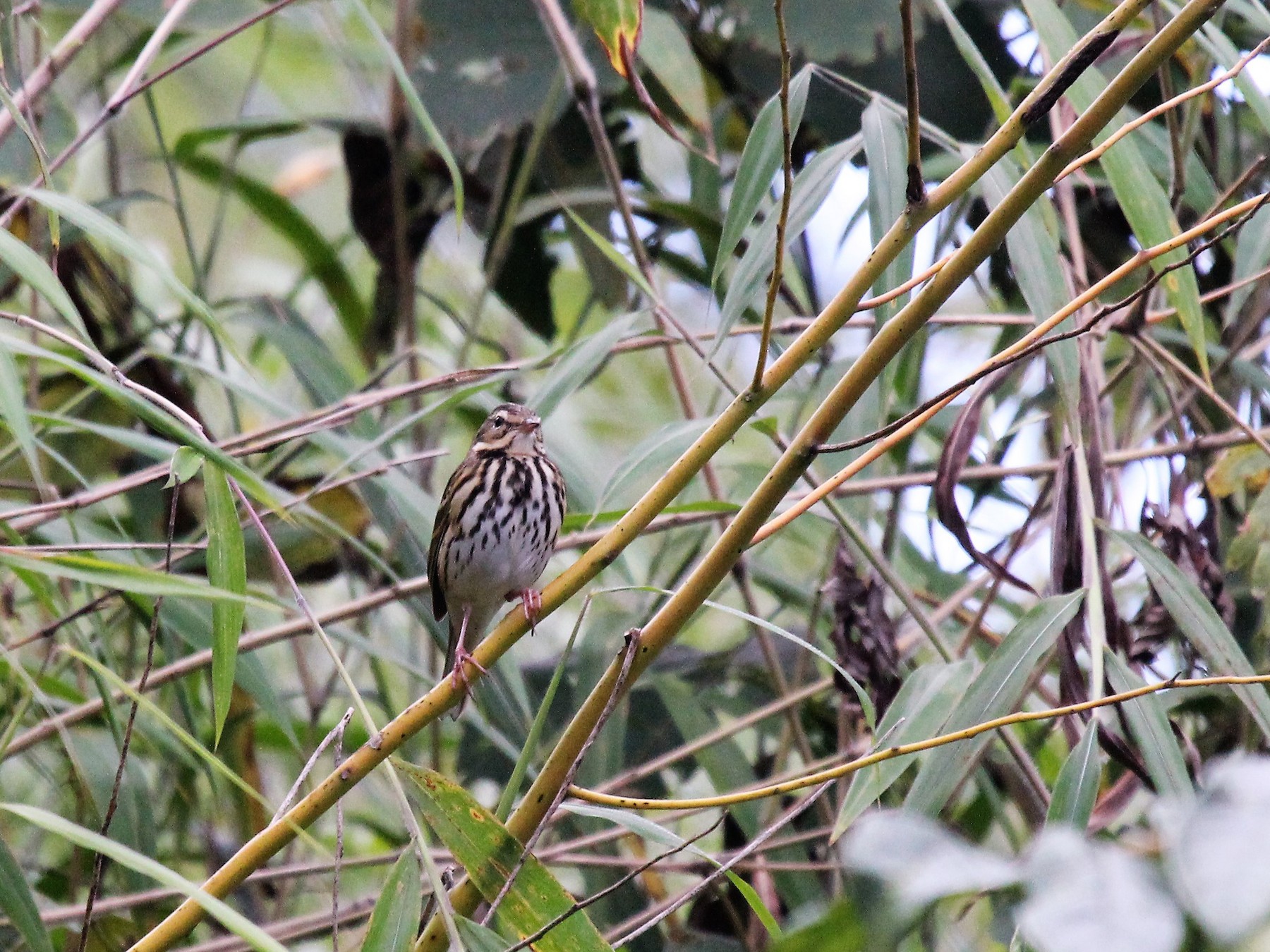 Olive-backed Pipit - Doug Kibbe